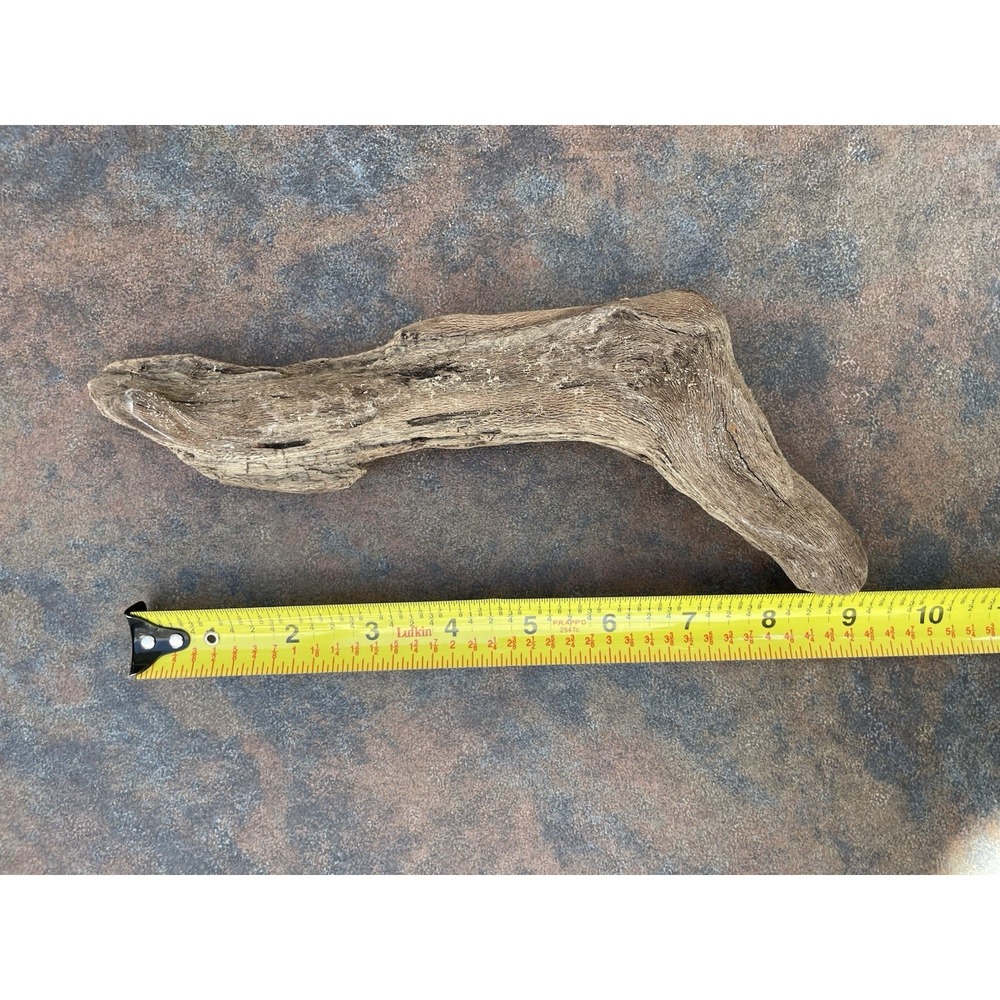 Natural Driftwood for Plants Terrarium Taxidermy Art Projects - Picture 3 of 4